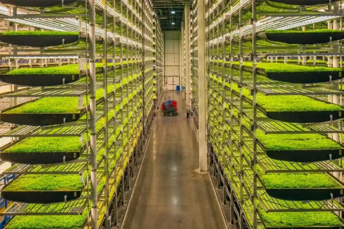 Agricultura Vertical: Uma Solução para o Crescimento Urbano