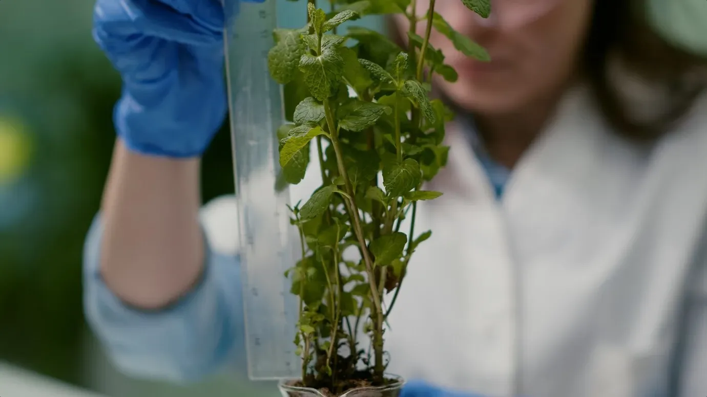Gestão de Plantas Medicinais e Aromáticas: Controle de Produção e Vendas com Soluções Integradas