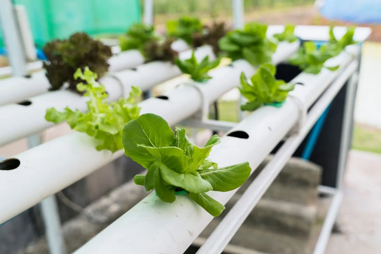 Hidroponia e Sustentabilidade: Uma Revolução no Cultivo Agrícola