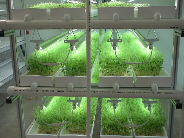 Produção de Microverdes: Como a Gestão de Estoque e Vendas Pode Maximizar Resultados