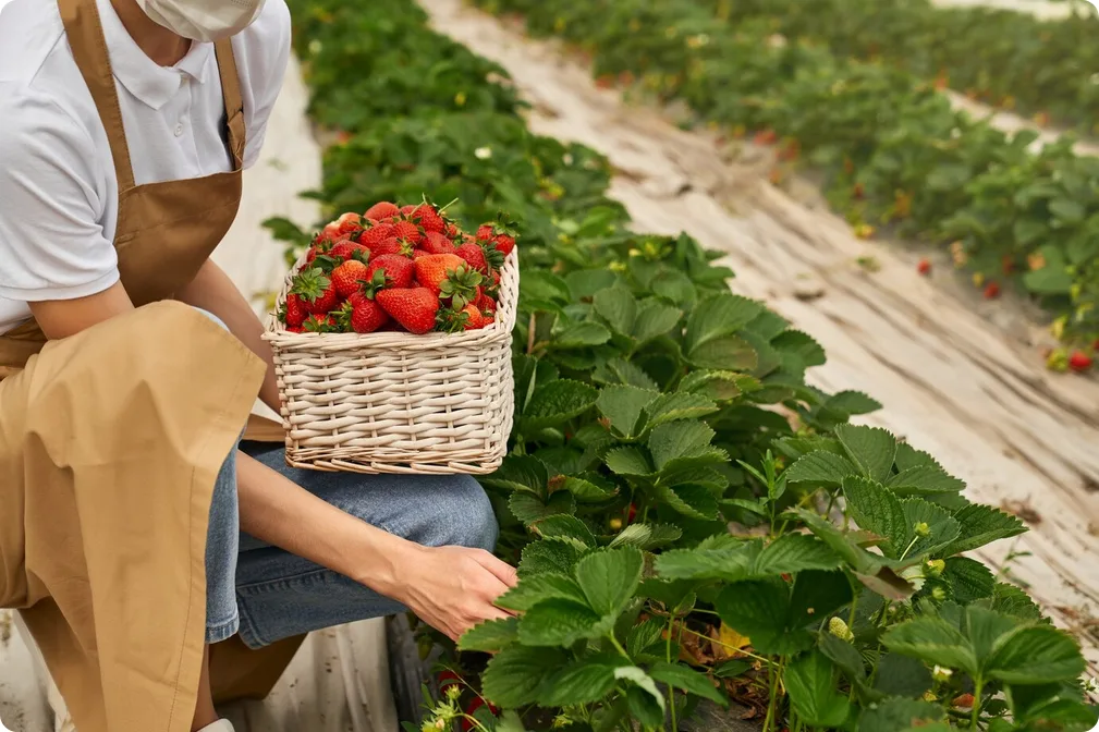 Gestão de Frutas Vermelhas: Controle Financeiro e Produtivo para Otimizar Resultados