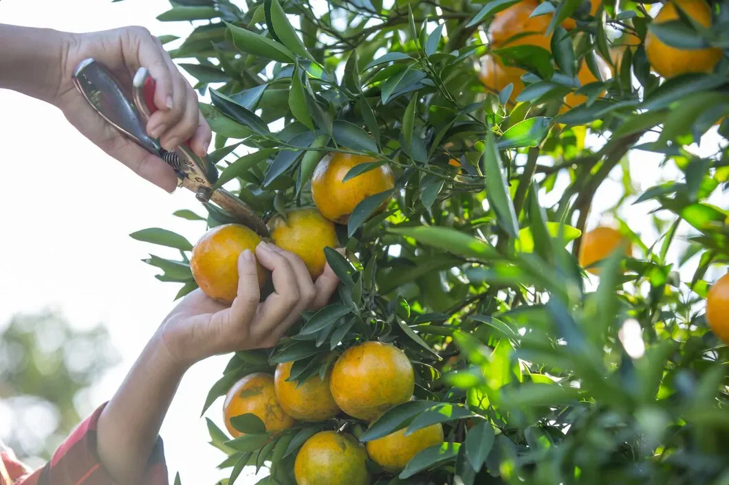 Fertirrigação e Controle de Insumos: Como a Gestão Eficiente Reduz Custos em Frutas Tropicais