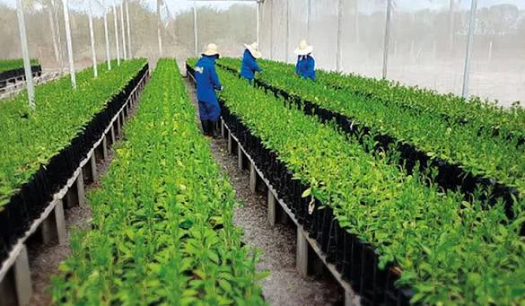 Mudas cítricas em recipientes individuais sobre bancadas de viveiro protegido