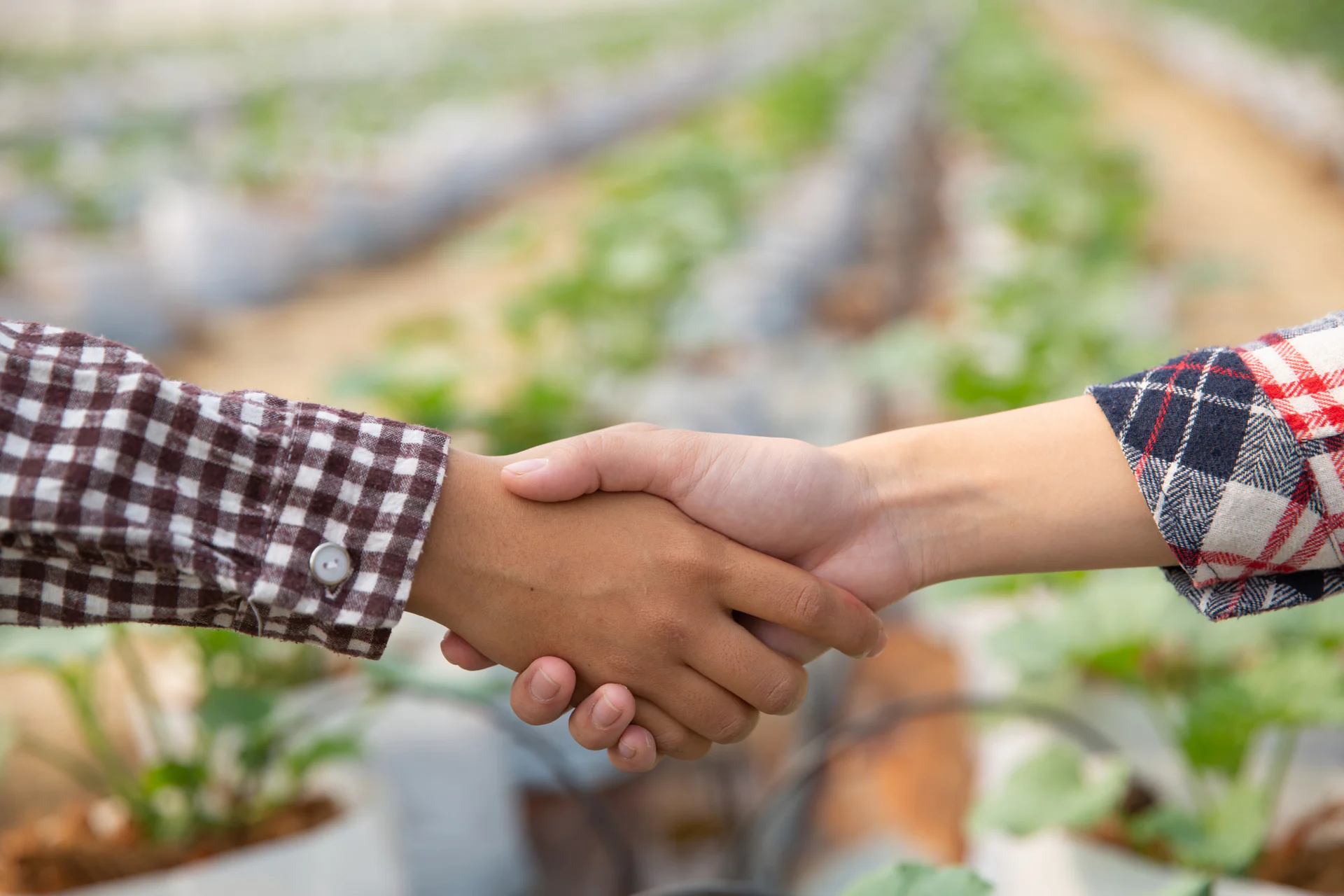 Duas pessoas apertando as mãos junto a bancadas de cultivo