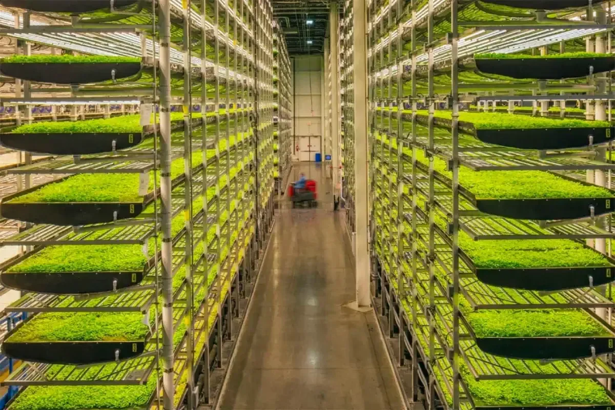 Agricultura Vertical: Uma Solução para o Crescimento Urbano