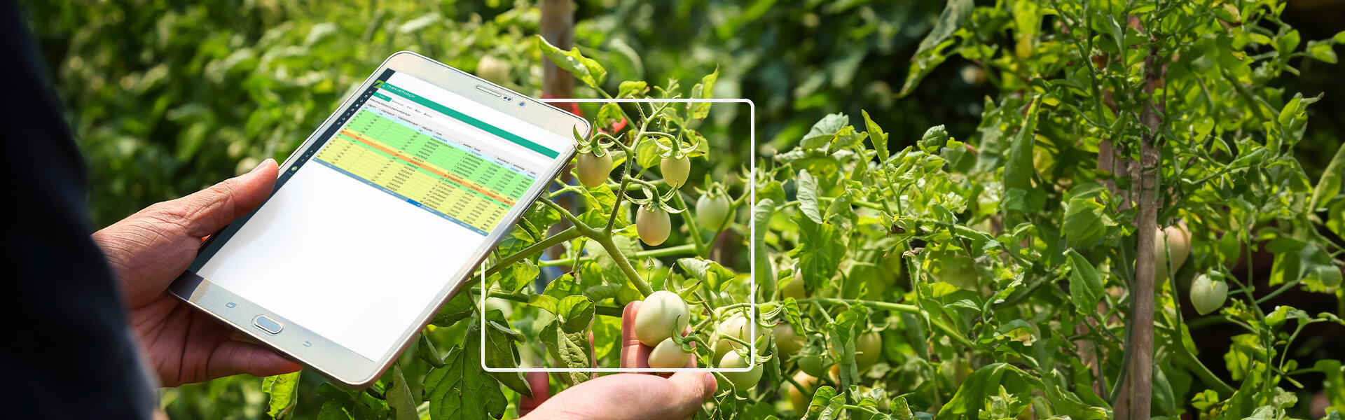 Pessoa usando um tablet próximo a plantas de um viveiro