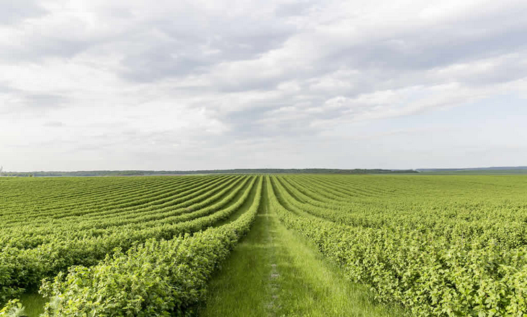 Vista de uma área agrícola organizada em linhas de cultivo