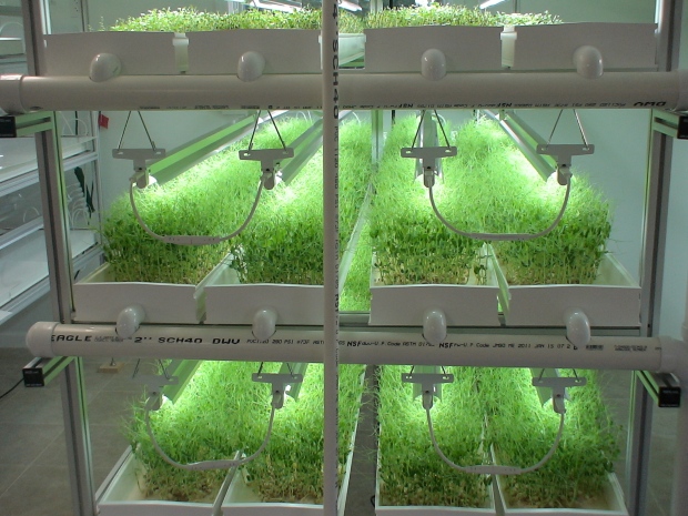 Produção de Microverdes: Como a Gestão de Estoque e Vendas Pode Maximizar Resultados