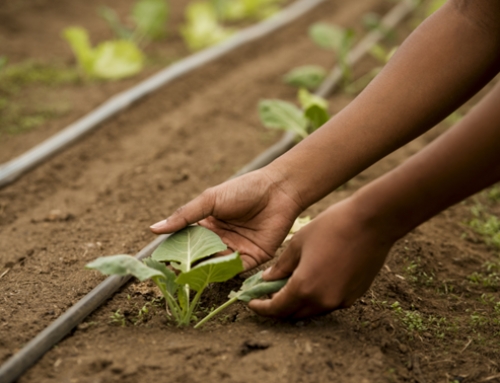 Benefícios do cultivo protegido ou em estufas