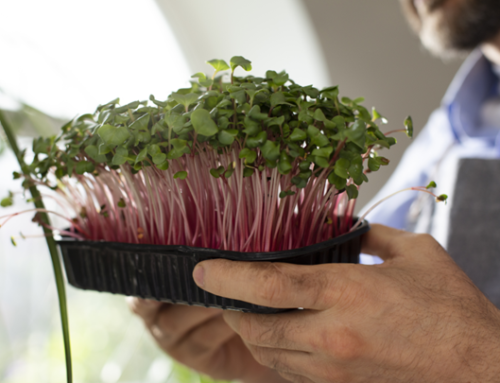 Micro verdes e agricultura vertical – O que são e como funcionam