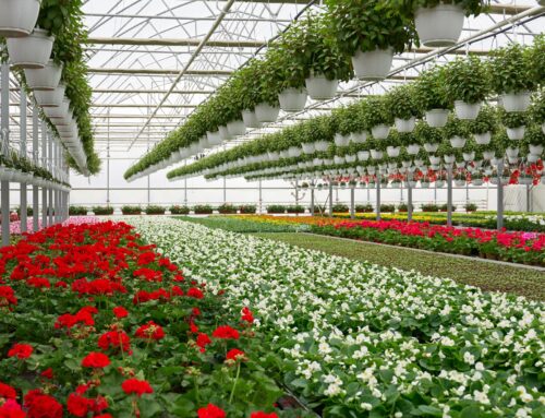 Conheça as principais técnicas de cultivo de plantas ornamentais