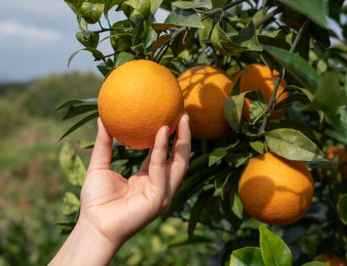 O cultivo de laranja no Brasil: Conheça o cultivo de uma das frutas de maior produção do país