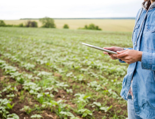 Planejamento da Produção: Estratégias para Maximizar a Eficiência Agrícola