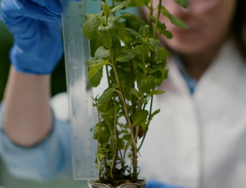 Gestão de Plantas Medicinais e Aromáticas: Controle de Produção e Vendas com Soluções Integradas