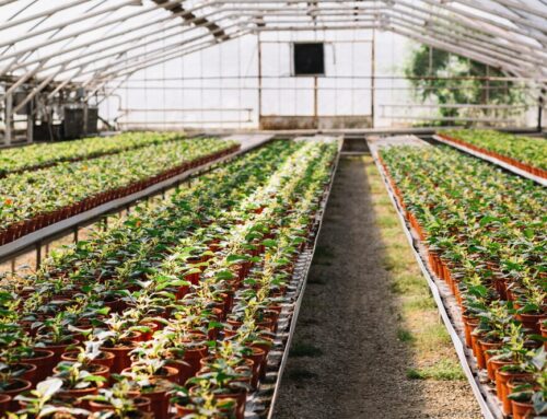 Gestão de Viveiros: Como Controlar a Produção de Mudas com Eficiência e Precisão
