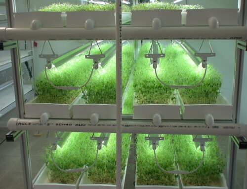 Produção de Microverdes: Como a Gestão de Estoque e Vendas Pode Maximizar Resultados